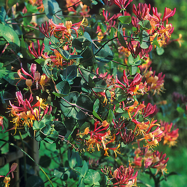 ARBORIX - 2 x Chèvrefeuille 'American Beauty' - Lonicera heckrottii 'American Beauty'  - 50-60 cm pot - large