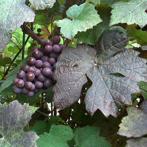 ARBORIX - 2 x Vigne des teinturiers - Vitis vinifera 'Purpurea'  - 60-80 cm pot - large