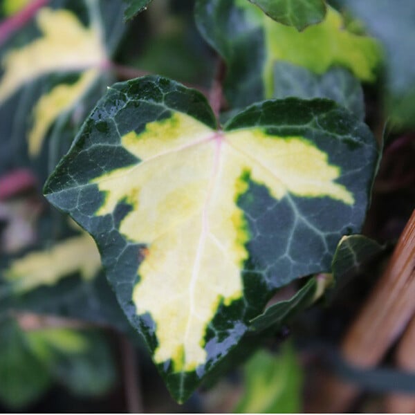 ARBORIX - 2 x Lierre commun 'Goldheart' - Hedera Helix 'Goldheart'  - 50-60 cm pot - large