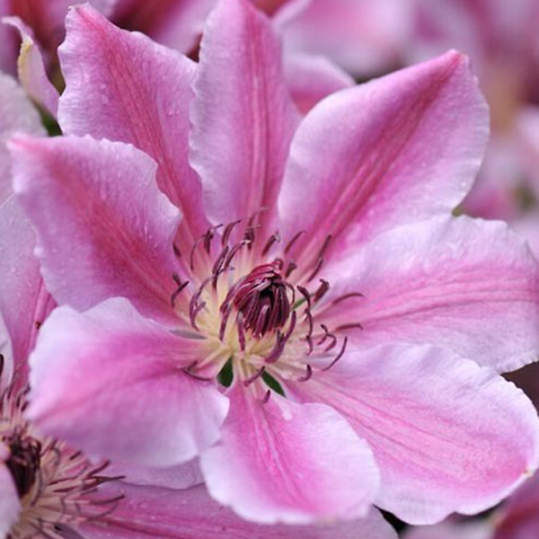ARBORIX - 2 x Clématite 'Nelly Moser' - Clematis 'Nelly Moser'  - 50-60 cm pot - large
