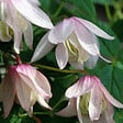 ARBORIX - 2 x Clématite 'Pink Flamingo' - Clematis 'Pink Flamingo'  - 50-60 cm pot - vignette
