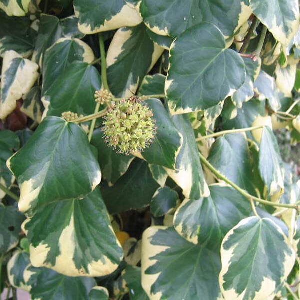 ARBORIX - 2 x Lierres de colchide - Hedera Colchica 'Dentata Variegata'  - 50-60 cm pot - large