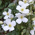 ARBORIX - 2 x Clématite des montagnes 'Grandiflora' - Clematis Montana 'Grandiflora'  - 50-60 cm pot - vignette