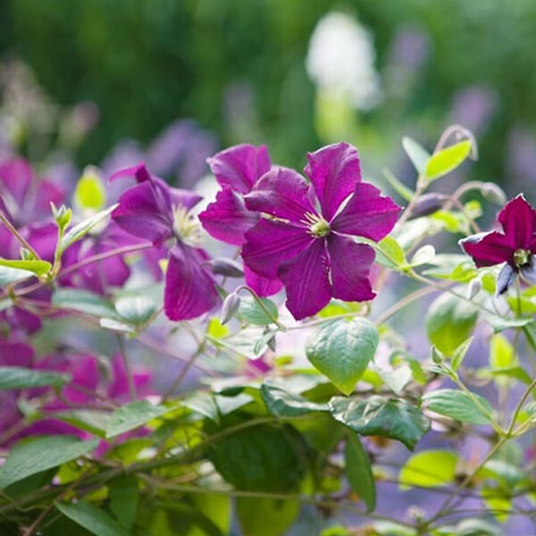 ARBORIX - 2 x Clématite 'Polish Spirit' - Clematis 'Polish Spirit'  - 50-60 cm pot - large