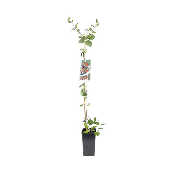 ARBORIX - 2 x Chèvrefeuille du Japon - Lonicera periclymenum 'Belgica Select'  - 50-60 cm pot - large