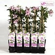 LA GREEN TOUCH - Clematite Hagley Hybrid - ↨65cm - Ø15 - plante d'extérieur fleurie grimpante - vignette