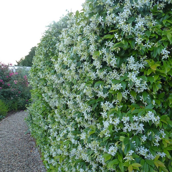 ARBORIX - Jasmin étoilé - Trachelospermum Jasminoides  - 50-60 cm pot - large