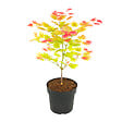 PLANT IN A BOX - Érable du Japon - Acer palmatum 'Moonrise' - Hauteur 40-50cm - ⌀19cm - vignette
