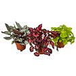 BLOOMIQUE - Lot de 3 - Begonia 'Beleaf' - Bégonia décoratif - Plante d'intérieur - Hauteur 25-35 cm - Pot 12 cm - vignette