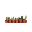 PLANT IN A BOX - Mélange de mini cactus - Set de 12 - Cactus - Hauteur 5-10cm - ⌀5,5cm - vignette
