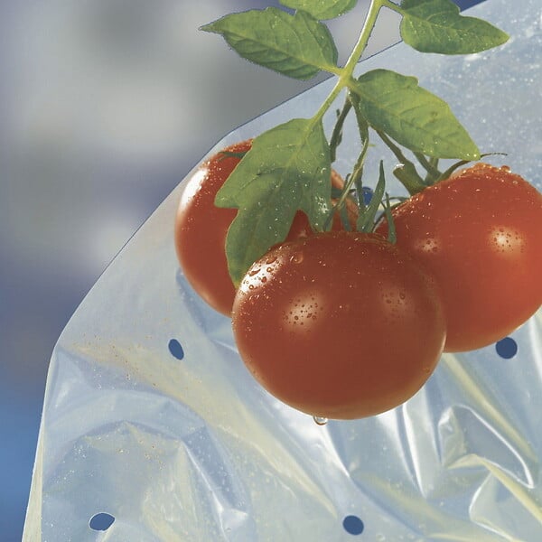 NORTENE - Housse de croissance tomate Tomatotube en film perforé jaune - avec liens - large