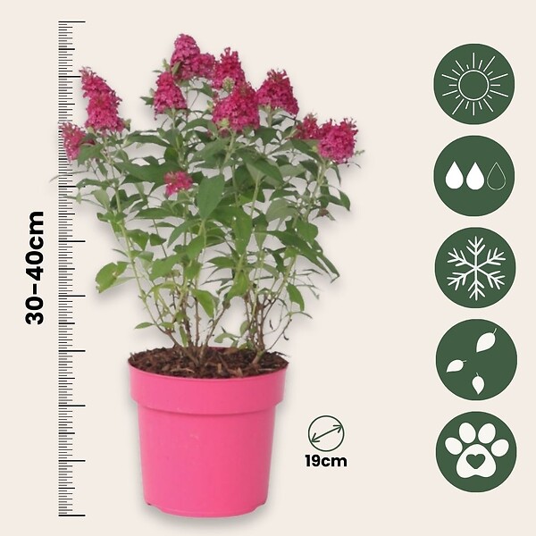 PLANT IN A BOX - Arbre à papillons - Buddleja davidii 'Candy' - Hauteur 30-40cm - ⌀19cm - large