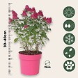 PLANT IN A BOX - Arbre à papillons - Buddleja davidii 'Candy' - Hauteur 30-40cm - ⌀19cm - vignette