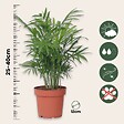 PLANT IN A BOX - Plantes d'intérieur tendance - Set de 4 - Hauteur 25-40cm - ⌀12cm - vignette