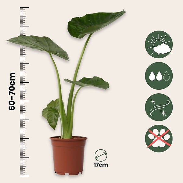 PLANT IN A BOX - Plante à grandes feuilles - Alocasia 'Macrorrhizos' - Hauteur 60-70cm - ⌀17cm - large
