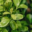 ARBORIX - Betterbuxus 'Skylight' – 30-40 cm - vignette