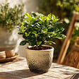 PLANT IN A BOX - Jasmin du Cap - Gardenia jasminoides - Hauteur 20-30cm - ⌀13cm - vignette