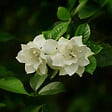 PLANT IN A BOX - Jasmin du Cap - Gardenia jasminoides - Hauteur 20-30cm - ⌀13cm - vignette