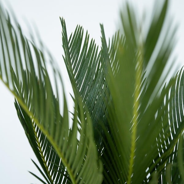 PLANT IN A BOX - Sagou du Japon - Set de 2 - Cycas revoluta - Hauteur 45-60cm - ⌀15cm - large