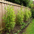 PLANT IN A BOX - Bambou non-traçant - Fargesia nitida 'Gansu' - Hauteur 50-70cm - ⌀17cm - vignette