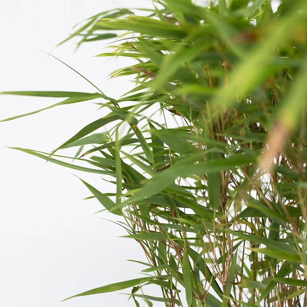PLANT IN A BOX - Bambou non-traçant - Fargesia nitida 'Gansu' - Hauteur 50-70cm - ⌀17cm - large