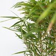 PLANT IN A BOX - Bambou non-traçant - Fargesia nitida 'Gansu' - Hauteur 50-70cm - ⌀17cm - vignette