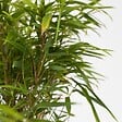 PLANT IN A BOX - Bambou non-traçant - Fargesia nitida 'Gansu' - Hauteur 50-70cm - ⌀17cm - vignette