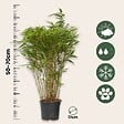 PLANT IN A BOX - Bambou non-traçant - Fargesia nitida 'Gansu' - Hauteur 50-70cm - ⌀17cm - vignette