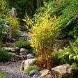 PLANT IN A BOX - Bambou non-traçant - Set de 6 - Fargesia nitida 'Red Dragon' - H50-70cm - ⌀17cm - vignette