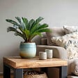 PLANT IN A BOX - Sagou du Japon - Cycas revoluta - Hauteur 45-60cm - ⌀15cm - vignette