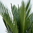 PLANT IN A BOX - Sagou du Japon - Cycas revoluta - Hauteur 45-60cm - ⌀15cm - vignette