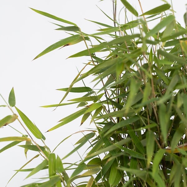 PLANT IN A BOX - Bambou non-traçant - Set de 4 - Fargesia nitida 'Red Dragon' - H50-70cm - ⌀17cm - large