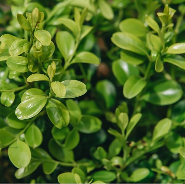 ARBORIX - Betterbuxus 'Skylight' – 30-40 cm - large