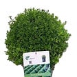 ARBORIX - Betterbuxus 'Renaissance' boule – 30+ cm - vignette