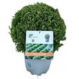 ARBORIX - Betterbuxus 'Heritage' boule – 30+ cm - vignette