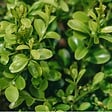 ARBORIX - Betterbuxus 'Heritage' boule – 30+ cm - vignette