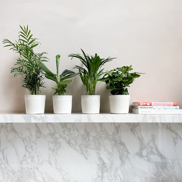 PLANT IN A BOX - Plantes d'intérieur tendance - Set de 4 - Hauteur 25-40cm - ⌀12cm - large