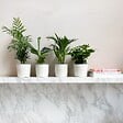 PLANT IN A BOX - Plantes d'intérieur tendance - Set de 4 - Hauteur 25-40cm - ⌀12cm - vignette