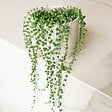 PLANT IN A BOX - Plante collier de perles - Senecio rowleyanus - Hauteur 10-20cm - ⌀12cm - vignette
