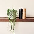 PLANT IN A BOX - Plante collier de perles - Senecio rowleyanus - Hauteur 10-20cm - ⌀12cm - vignette