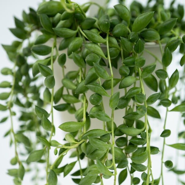 PLANT IN A BOX - Plante collier de perles - Senecio rowleyanus - Hauteur 10-20cm - ⌀12cm - large