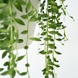 PLANT IN A BOX - Plante collier de perles - Senecio rowleyanus - Hauteur 10-20cm - ⌀12cm - vignette