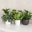 PLANT IN A BOX - Mélange de plantes purificatrices d'air - Set de 5 - Hauteur 25-40cm - ⌀12cm - vignette