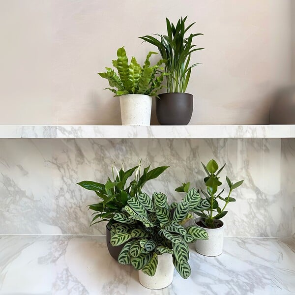 PLANT IN A BOX - Mélange de plantes purificatrices d'air - Set de 5 - Hauteur 25-40cm - ⌀12cm - large