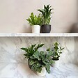 PLANT IN A BOX - Mélange de plantes purificatrices d'air - Set de 5 - Hauteur 25-40cm - ⌀12cm - vignette