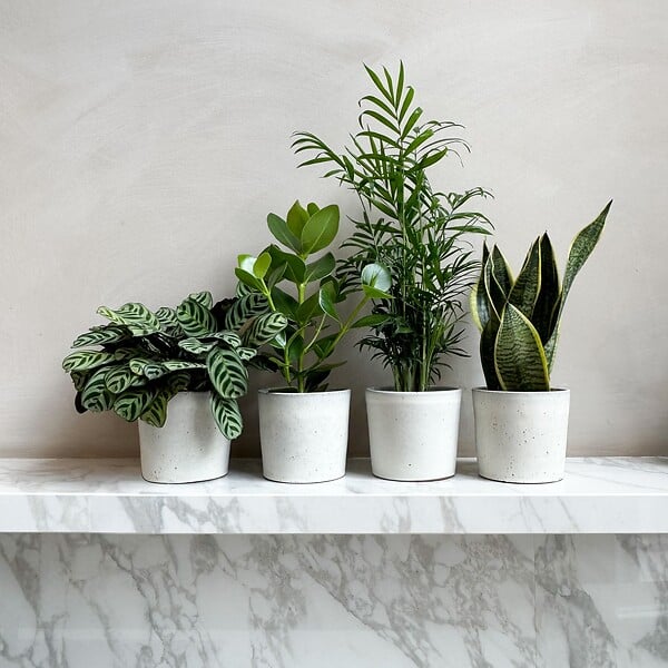 PLANT IN A BOX - Mélange de plantes faciles d'entretien - Set de 4 - Hauteur 25-40cm - ⌀12cm - large