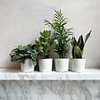PLANT IN A BOX - Mélange de plantes faciles d'entretien - Set de 4 - Hauteur 25-40cm - ⌀12cm - vignette