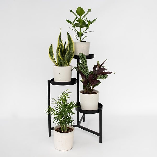 PLANT IN A BOX - Mélange de plantes faciles d'entretien - Set de 4 - Hauteur 25-40cm - ⌀12cm - large
