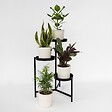 PLANT IN A BOX - Mélange de plantes faciles d'entretien - Set de 4 - Hauteur 25-40cm - ⌀12cm - vignette