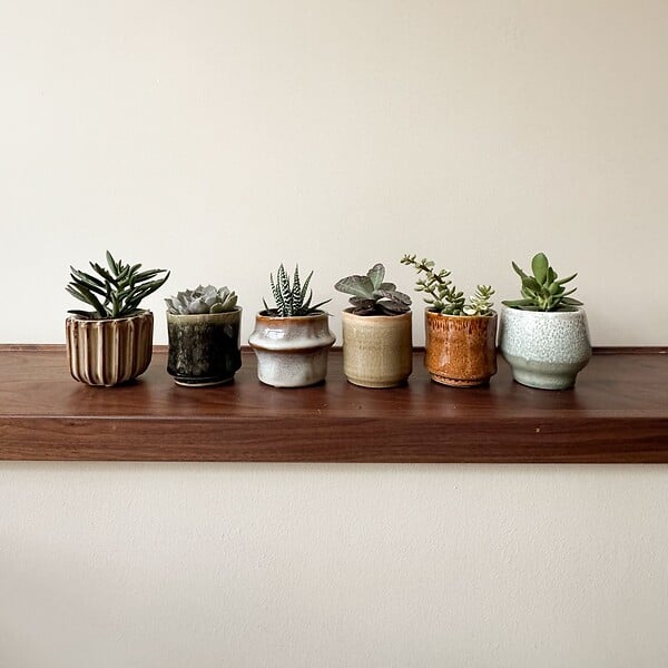 PLANT IN A BOX - Mélange de petites succulentes - Set de 6 - Succulent Mix - H5-10cm - ⌀5,5cm - large